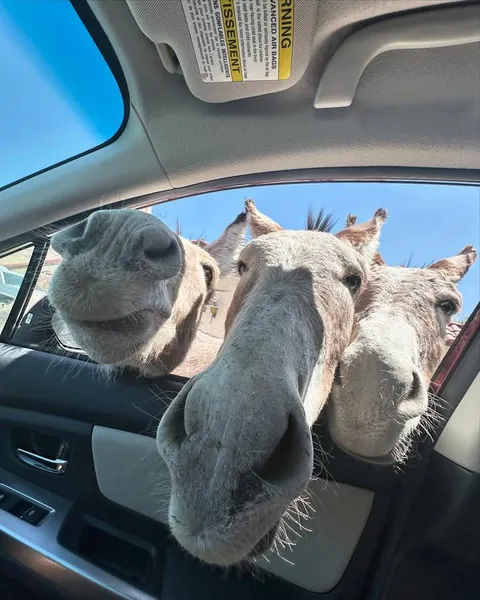 The neighborhood troublemakers hanging out in my driveway again....