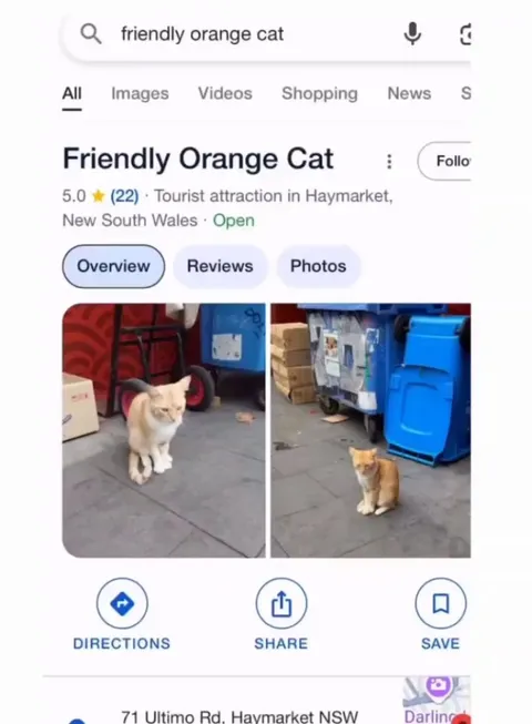 This orange cat in Sydney had his own Google Maps location — 5 stars, of course
