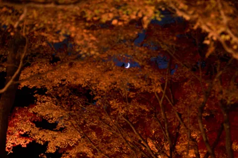Autumn in Kansai, Japan