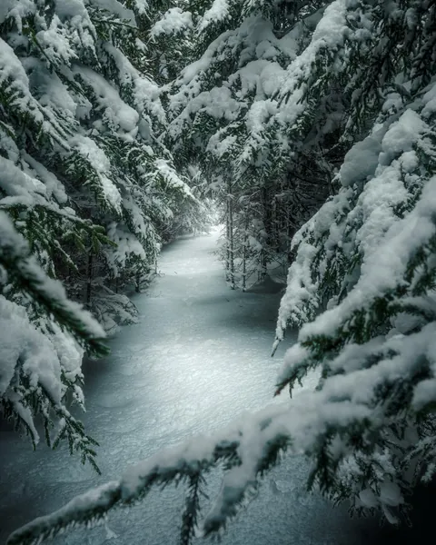 Woodland on Snowshoe Mountain in West Virginia [OC] [1639x2048]