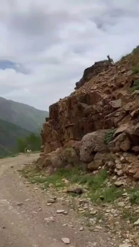 The ibex escaped at the last moment thanks to its incredible skills.