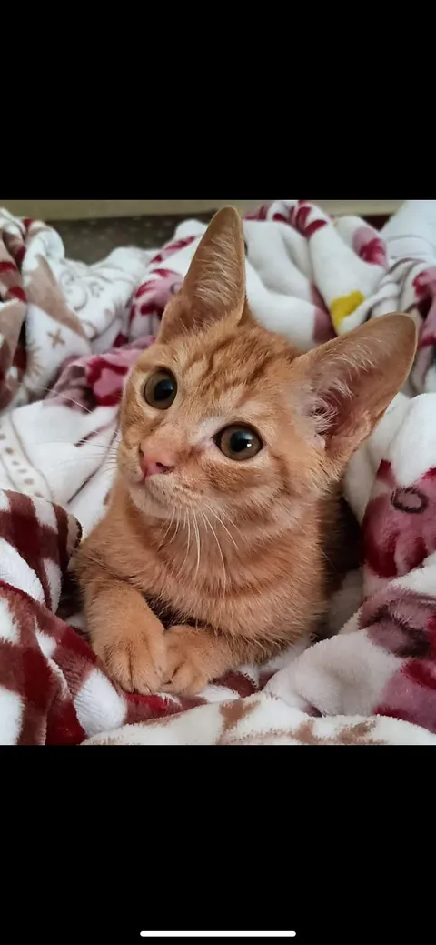 In his eyes you can see the whole world ❤️‍🩹😻