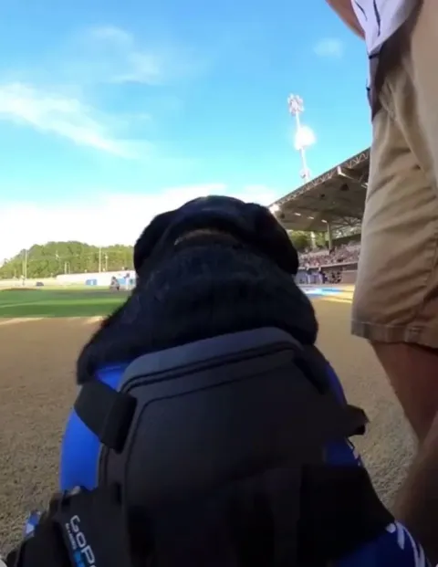 Player realizes that he nearly stole the dogs job