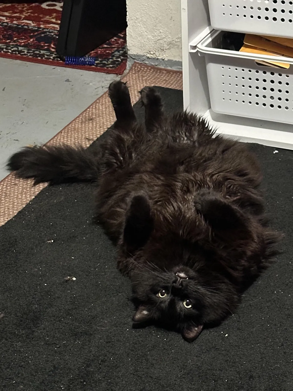 Before anyone starts roasting me for how dirty my rug is, let’s take a moment to appreciate my boy, Salami