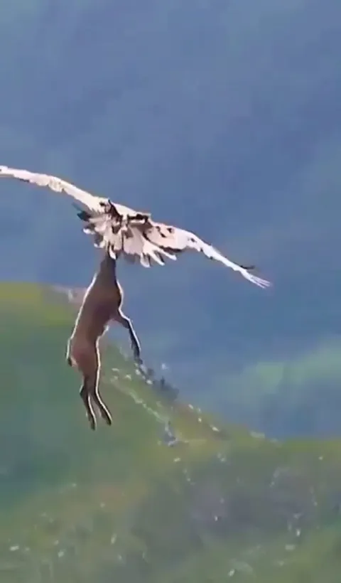 🔥 The power birds of prey have is FuckingLit.