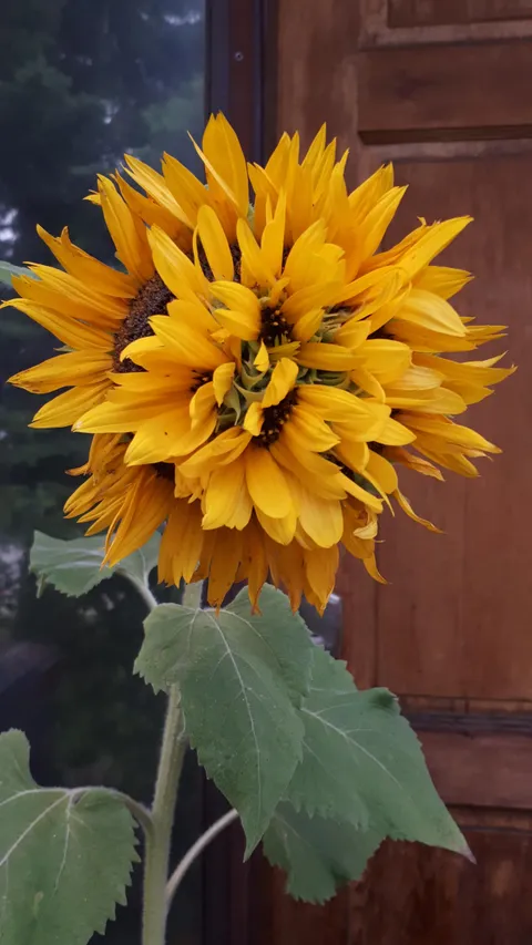 Update my "Mutated" sunflower has bloomed