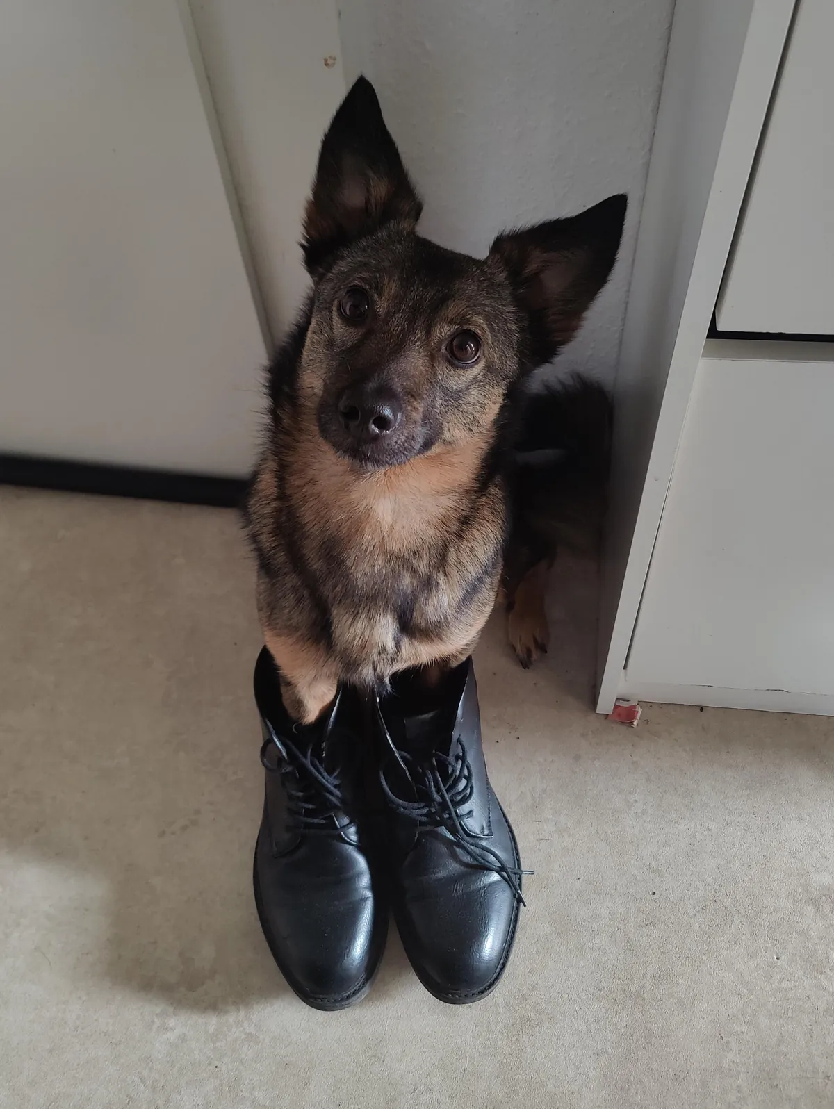 From killing center in romania to family and friends in germany.