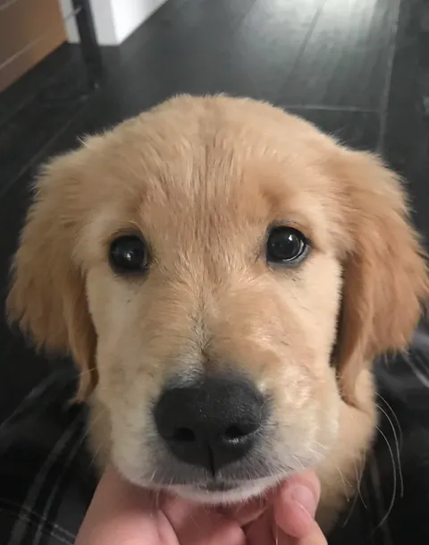 Recently got another good boy