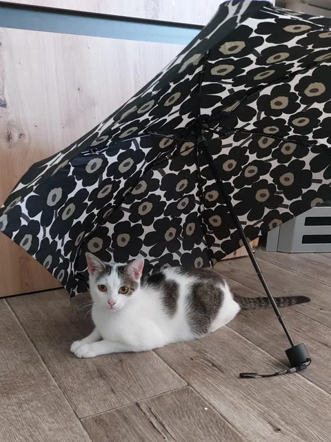 stray cat moved in and basically adopted me 😆 ♥️