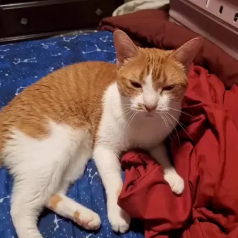 I think my roommate's cat loves me 🥺💗