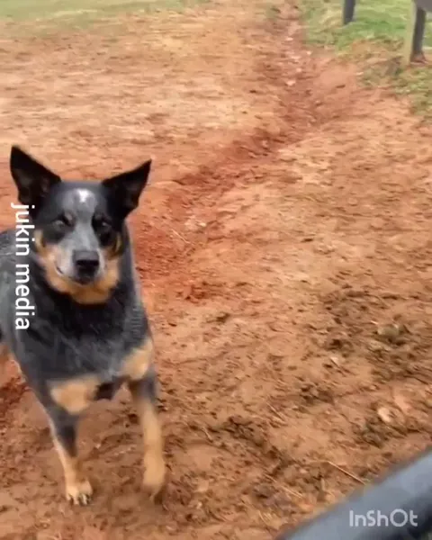 Little dog is an irrigation engineer