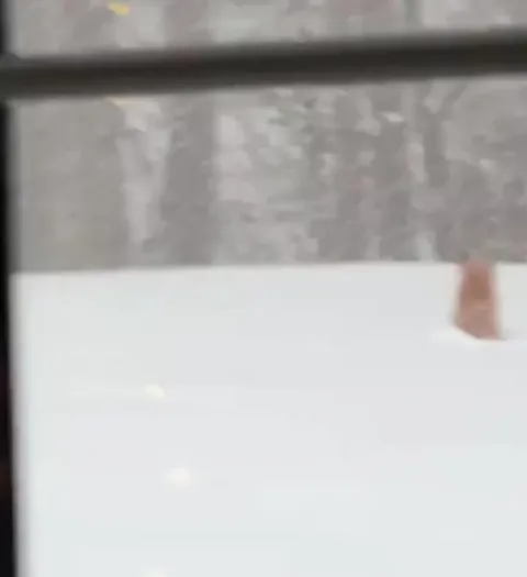 🔥 Foxes frolicking through the snow in Massachusetts