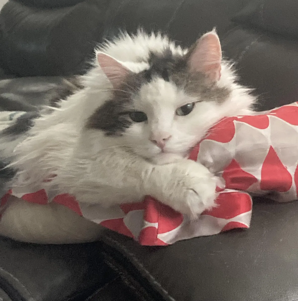 He loves a good pillow.