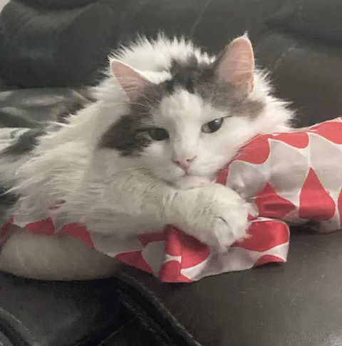 He loves a good pillow.