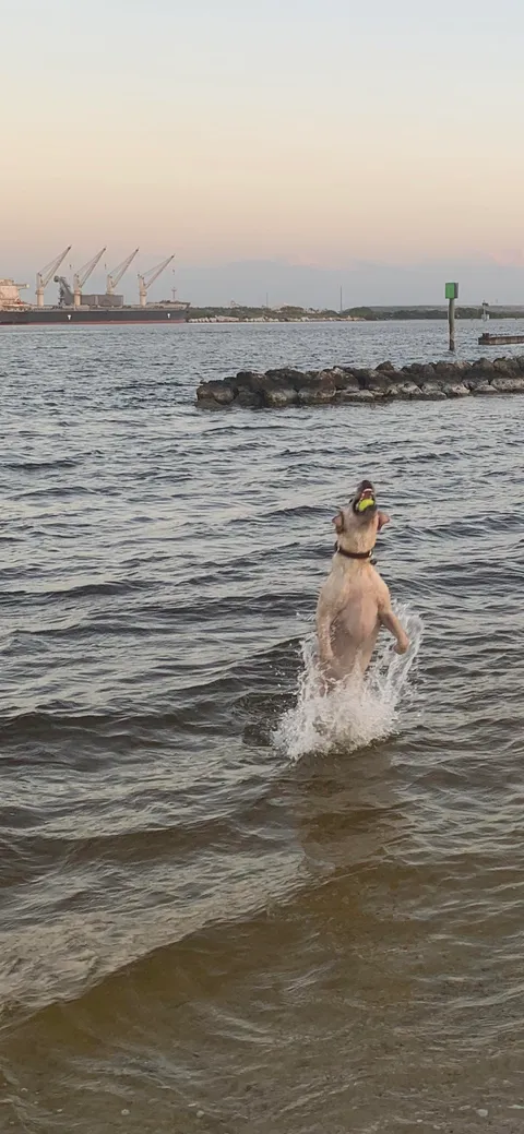 Saw the labradors breaching today. Just spectacular.