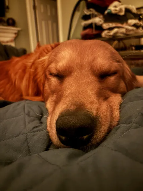 Sleepy Magoo. Sleepy Magoozle. He’s not a real dog, because he’s made out of noodles.