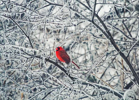 A splash of red in winter