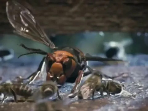 A hornet attacking a bees nest is swarmed by hundreds of bees protecting the hive