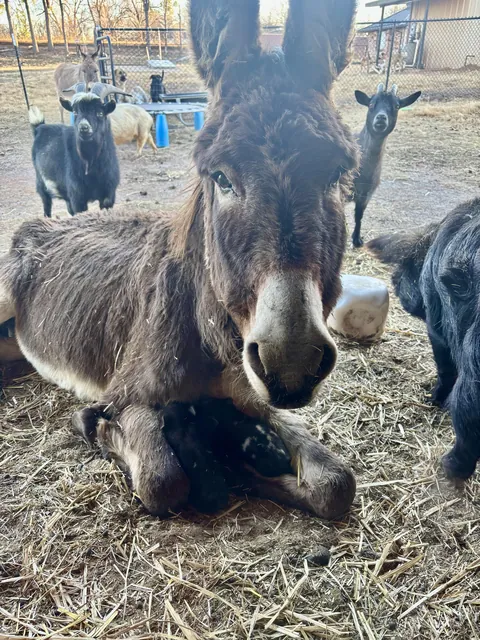 My donkey Forest keeping our piglets warm in his arms