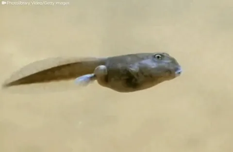 A tadpoles arms develop internally, bursting through the skin shortly before metamorphosis