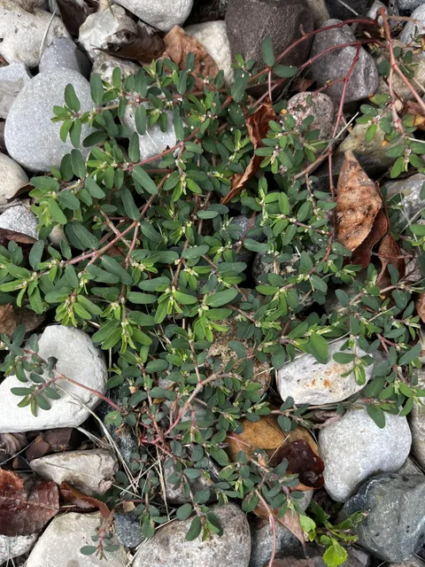 What is this demon weed and how do I get rid of it