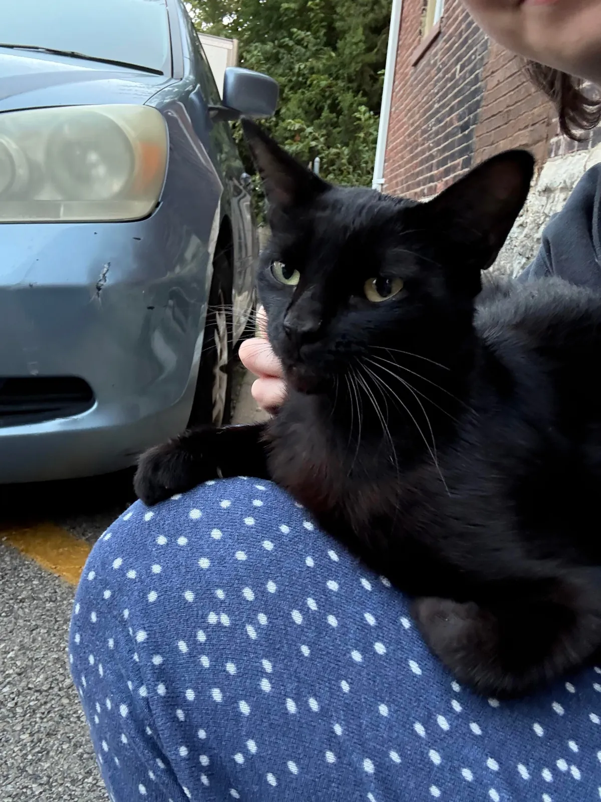 UPDATE: pregnant stray found