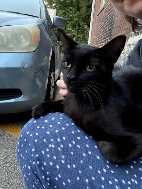 UPDATE: pregnant stray found