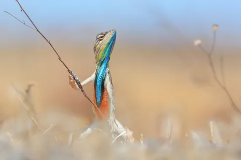 🔥 A fan-throated lizard in fighting stance.