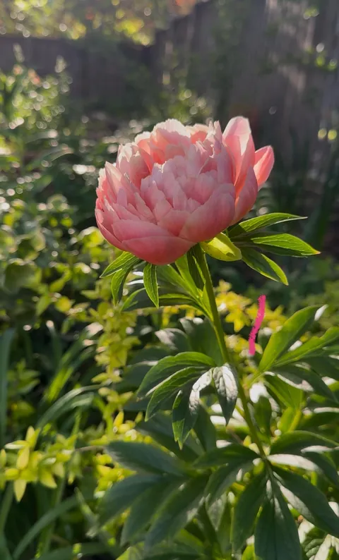 Annual garden party with my best friend!