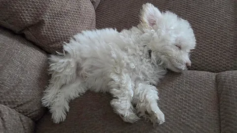 Another order of Waffles