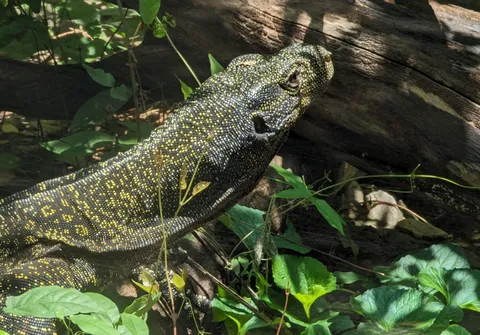 🔥🔥 This big lizard roaming around behind my house in Texas.