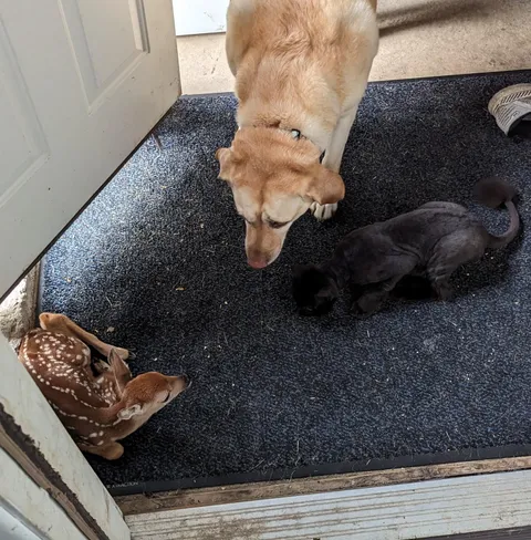 We Had A Surprise Visitor When We Went Out For Our Morning Walk. 