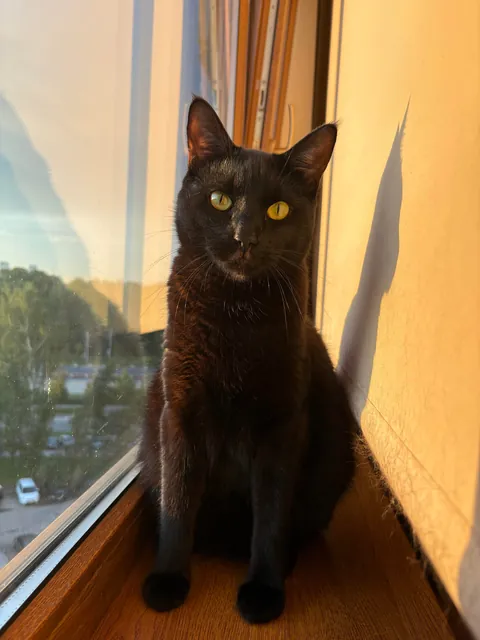 Black nose, black whiskers,  black paws… white tip of tail? 🖤🖤🖤🤍