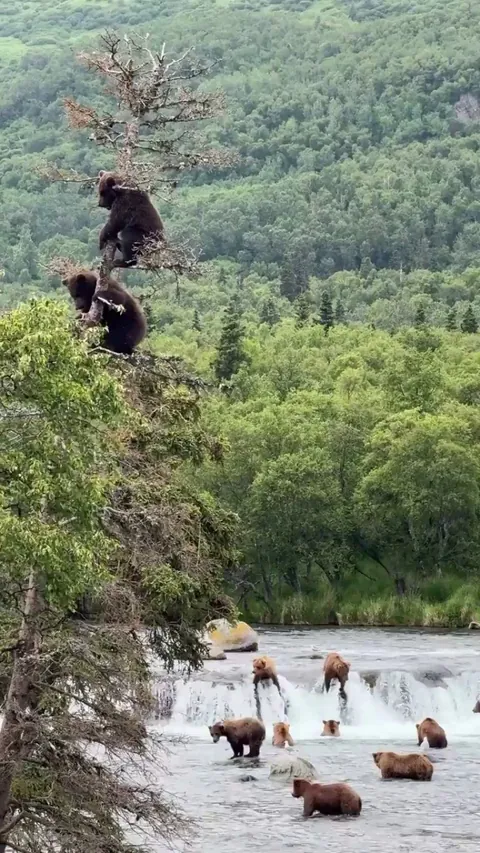 🔥A bear-y scenic view