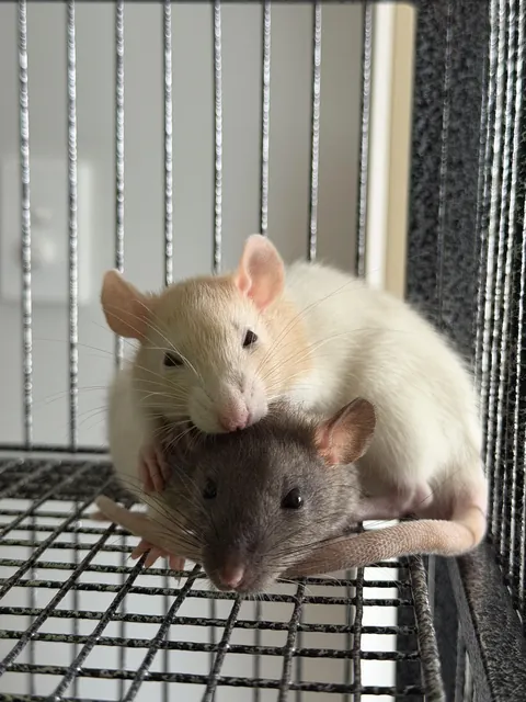 My babies, Arthur and Lenny. 🥰No matter what we put in their cage, they seem to love this empty spot 😂 It should be a crime to be this CUTE!!! 🥺🥹