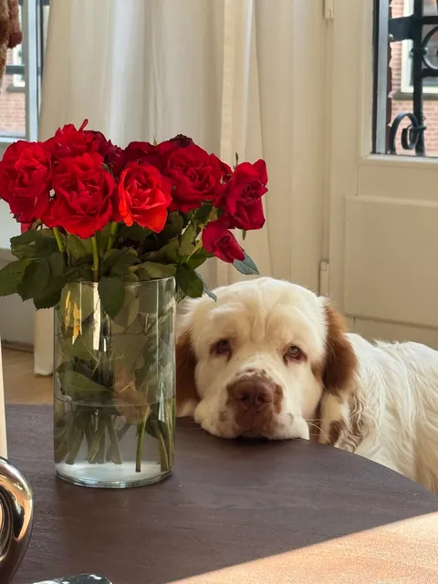Toni Sopawno - our 10 month old Clumber Spaniel!