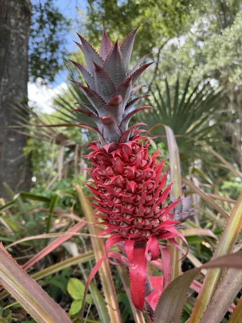 Found in FL! Is this pineapple safe to eat?