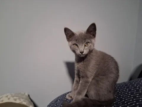 My brother's new kitten. He is cute and he knows it.