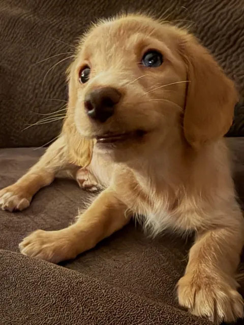 Our New Baby Pup Willow