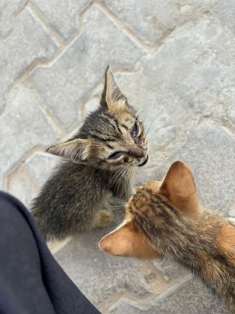 From the streets of Tunisia to the Alps, these two little rescued siblings finally found peace