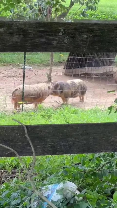the way these 2 pigs are dancing.