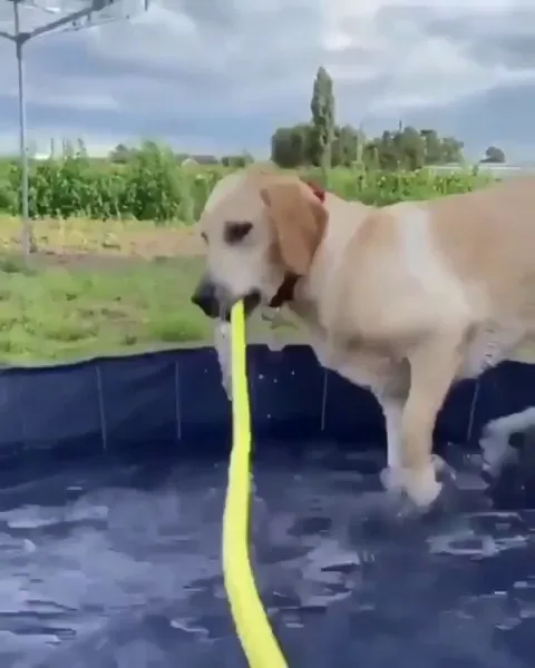 Trying to Grab A Hold, Only to Fall Over!