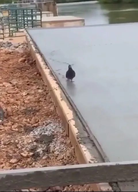 A pigeon walking on freshly poured cement