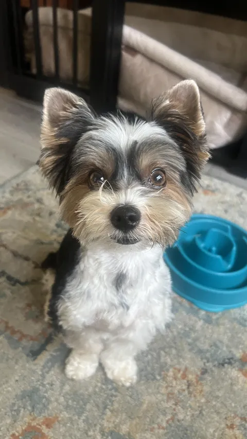 DOOM!! Bringer of Destruction!! And lots of kisses!! 