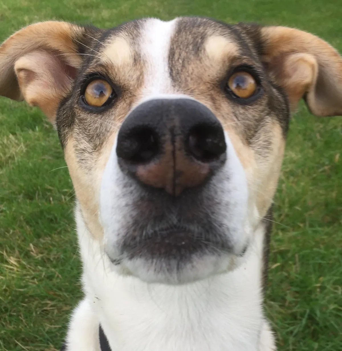 More noses of the dogs I walk