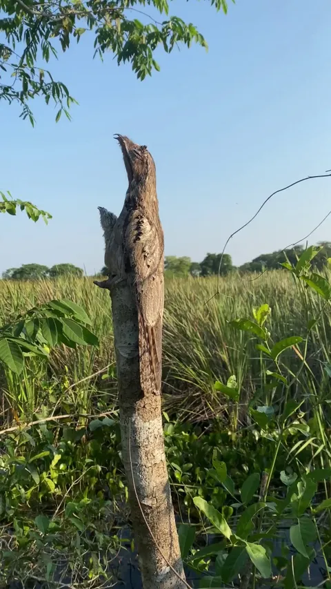 Pooto Bird Demonstrates It's Camouflage