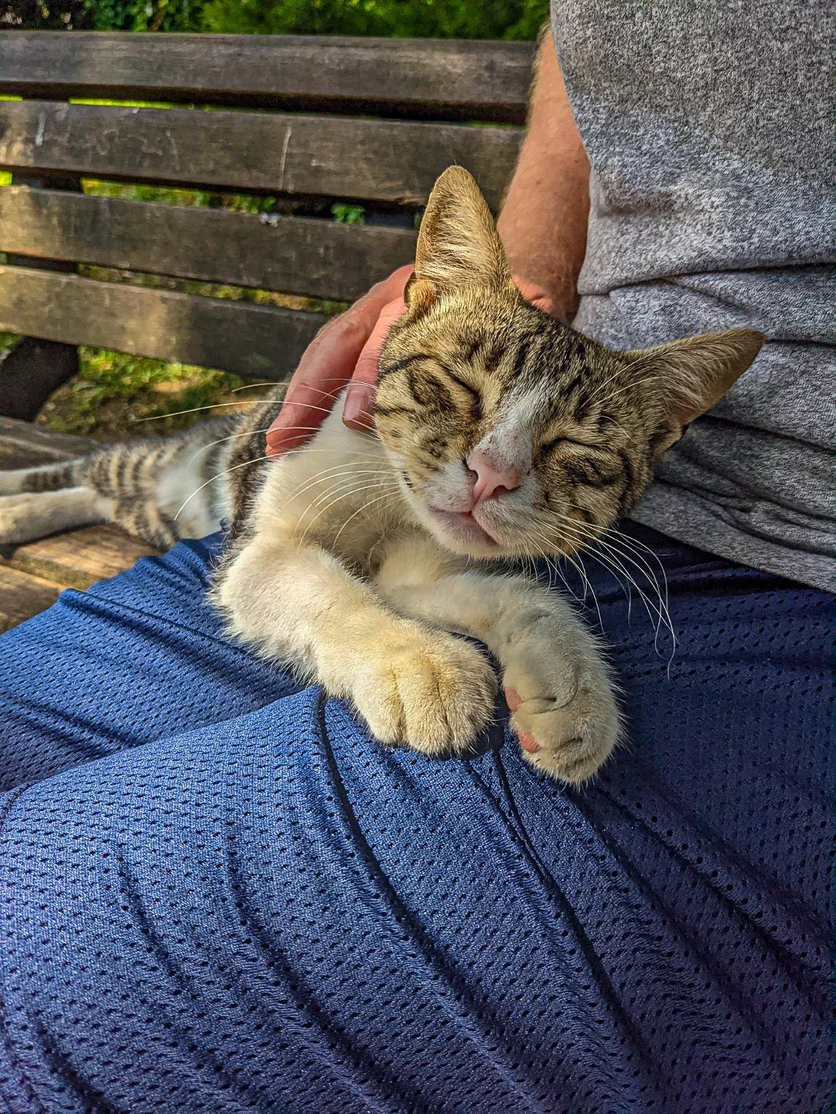 No matter where we travel or what we're doing, my husband simply had to stop to pet the cats...