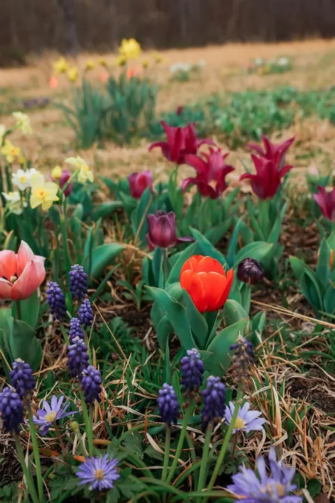 I planted 2000 bulbs this past winter and many are emerging.