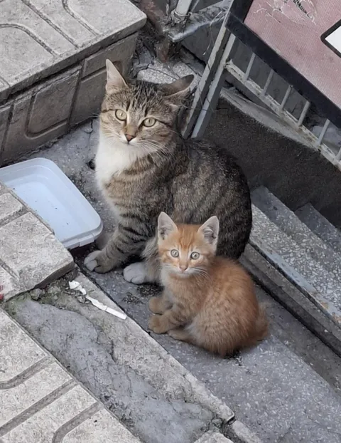 Caught the sweetest pose from this mother and her kitten! 🥰🥰🥰