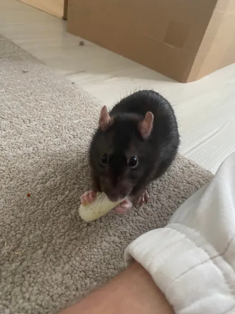 Why does she always bring food to eat next to me or on me?🥹